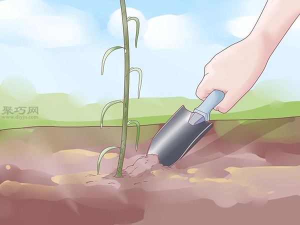 怎样收成与风干大蒜 10