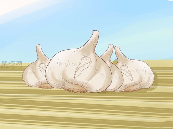 怎样收成与风干大蒜 13