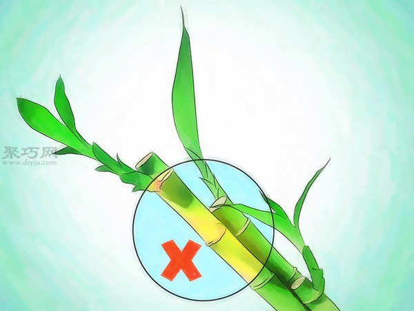 怎样挑选富贵竹 1