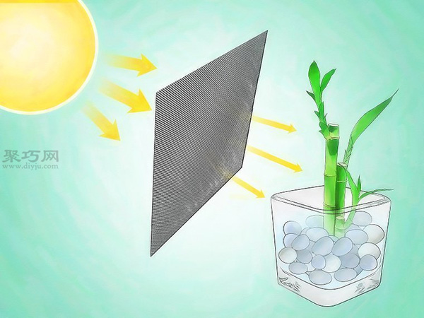 怎样挑选富贵竹 4