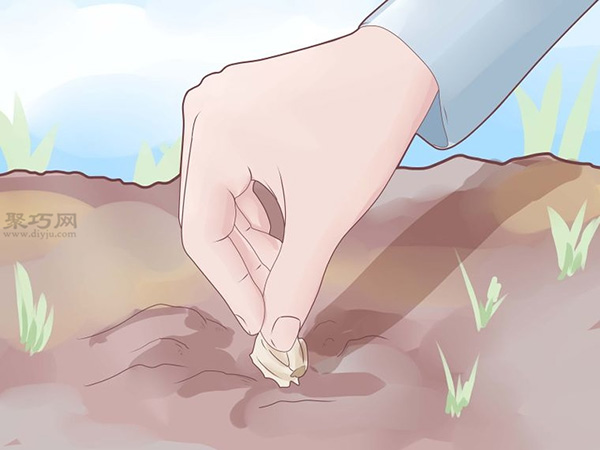 怎么样种植大蒜 1