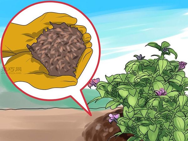 如何护理倒挂金钟 17