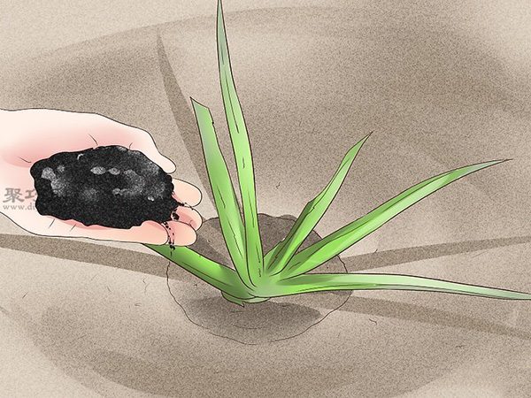 怎么种植或移植芦荟 5