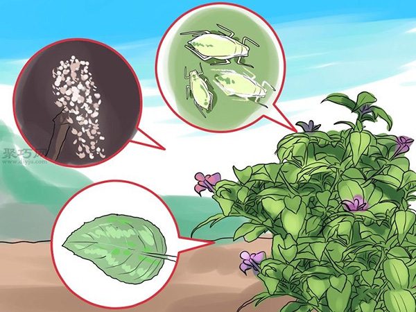 如何护理倒挂金钟 15