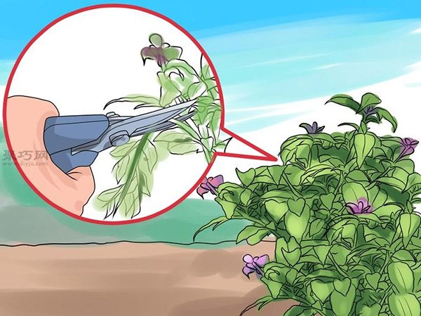 如何护理倒挂金钟 16