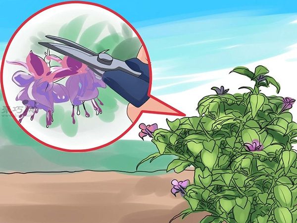 如何护理倒挂金钟 14