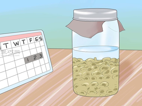 怎么让蔬菜或豆类发芽 13