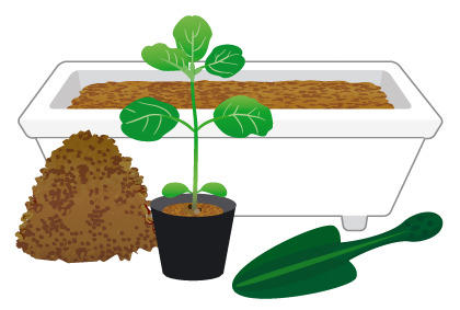 家庭阳台种植毛豆全攻略，轻松收获新鲜食材