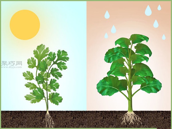 如何准备播种 1