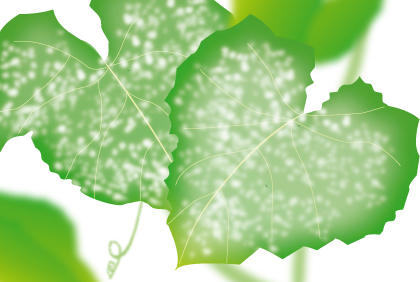 黄瓜病虫害防治全攻略，阳台种植必备防护指南