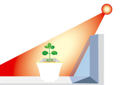家庭阳台种植毛豆全攻略，轻松收获新鲜食材
