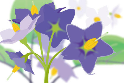 盆栽茄子分枝施肥浇水管理技巧