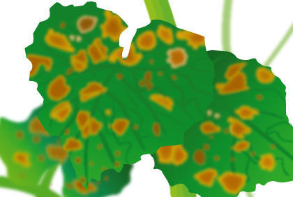 黄瓜病虫害防治全攻略，阳台种植必备防护指南