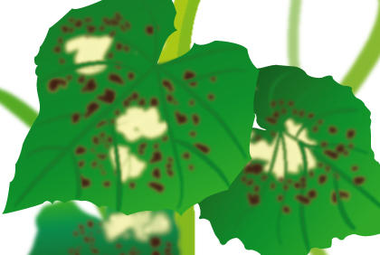 黄瓜病虫害防治全攻略，阳台种植必备防护指南