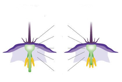 盆栽茄子分枝施肥浇水管理技巧