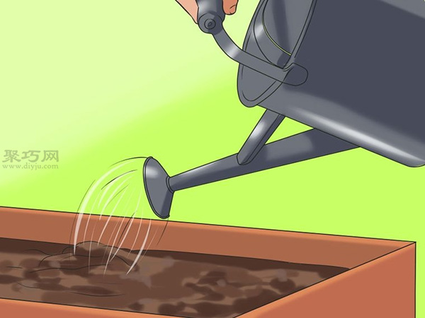 怎么样照料向日葵 12