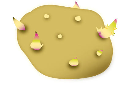 阳台种植土豆全攻略：土壤选择与品种培育技巧