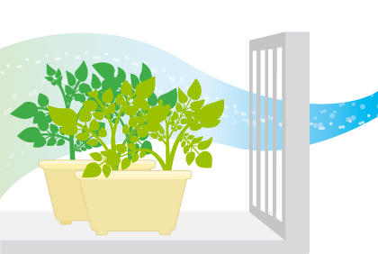 阳台种植土豆全攻略：土壤选择与品种培育技巧