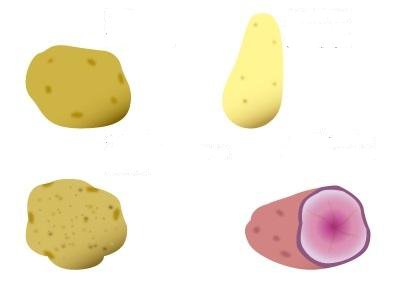 阳台种植土豆全攻略：土壤选择与品种培育技巧