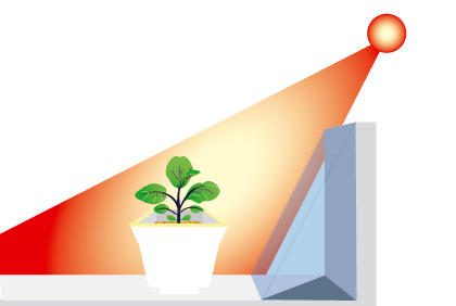 茄子种植新手必备知识，阳台种茄子技巧指南