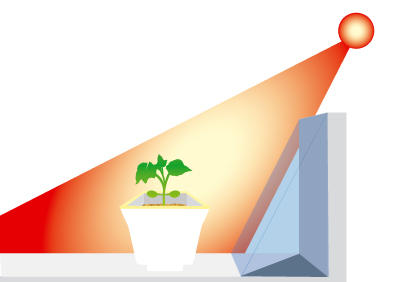 盆栽黄瓜育苗完全指南：阳台种菜必备技巧