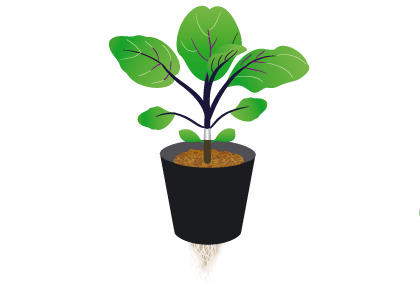 茄子种植新手必备知识，阳台种茄子技巧指南