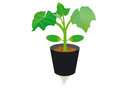 阳台黄瓜苗种植全攻略，从选苗到收获详细步骤