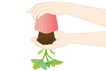 阳台黄瓜苗种植全攻略，从选苗到收获详细步骤