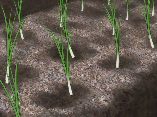 如何从种子或球茎种植葱 5