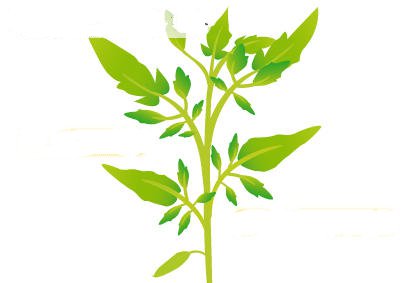 盆栽西红柿打叉掐尖施肥浇水全攻略，阳台种植轻松获丰收