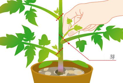 盆栽西红柿打叉掐尖施肥浇水全攻略，阳台种植轻松获丰收