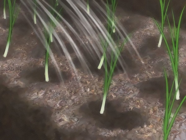 如何从种子或球茎种植葱 6