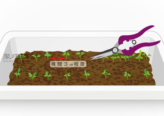 阳台种植小松菜完全指南，新手轻松上手的家庭蔬菜种植技巧