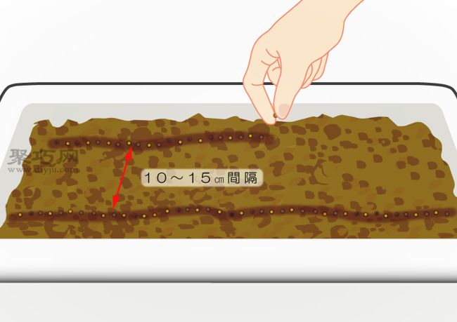 阳台种植小松菜完全指南，新手轻松上手的家庭蔬菜种植技巧