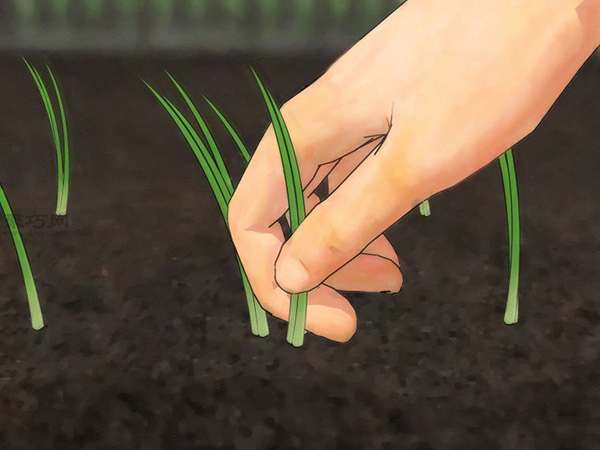 如何从种子或球茎种植葱 4