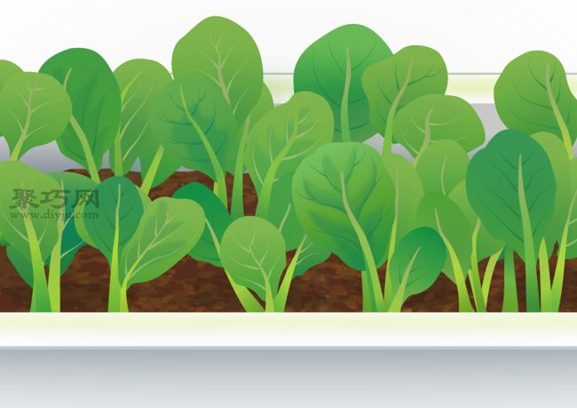 阳台种植小松菜完全指南，新手轻松上手的家庭蔬菜种植技巧