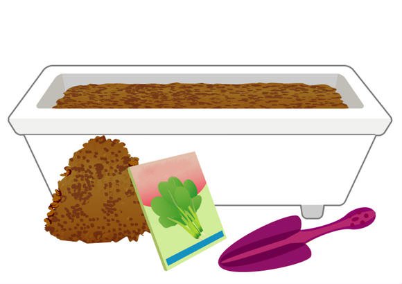 阳台种植小松菜完全指南，新手轻松上手的家庭蔬菜种植技巧