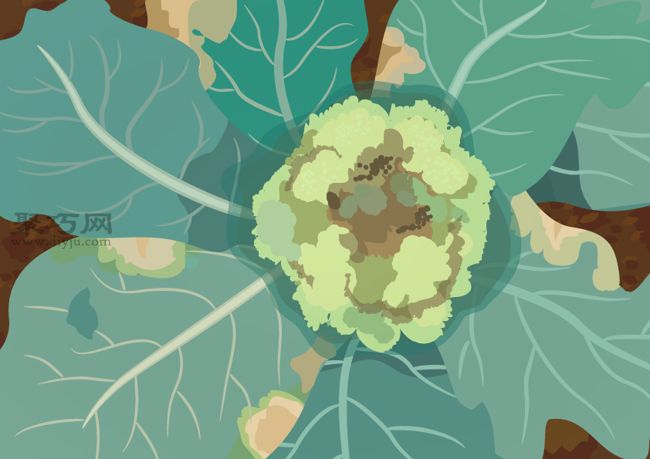 西兰花病虫害防治攻略：阳台种植必备防护指南