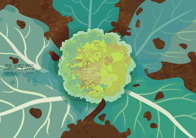 西兰花病虫害防治攻略：阳台种植必备防护指南