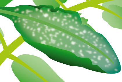 阳台盆栽西红柿常见病虫害防治指南，轻松解决白粉病枯萎病问题