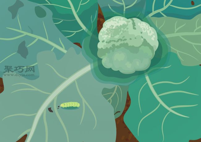 西兰花病虫害防治攻略：阳台种植必备防护指南