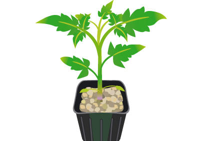 阳台番茄幼苗种植全攻略，轻松种出美味番茄