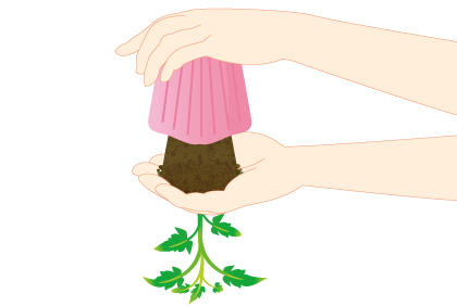 阳台番茄幼苗种植全攻略，轻松种出美味番茄