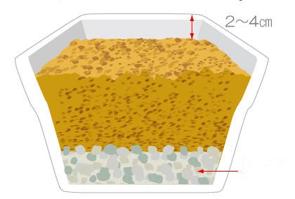 阳台番茄幼苗种植全攻略，轻松种出美味番茄