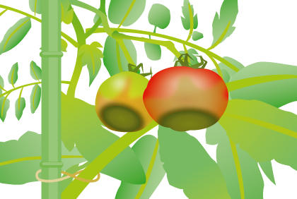 阳台盆栽西红柿常见病虫害防治指南，轻松解决白粉病枯萎病问题