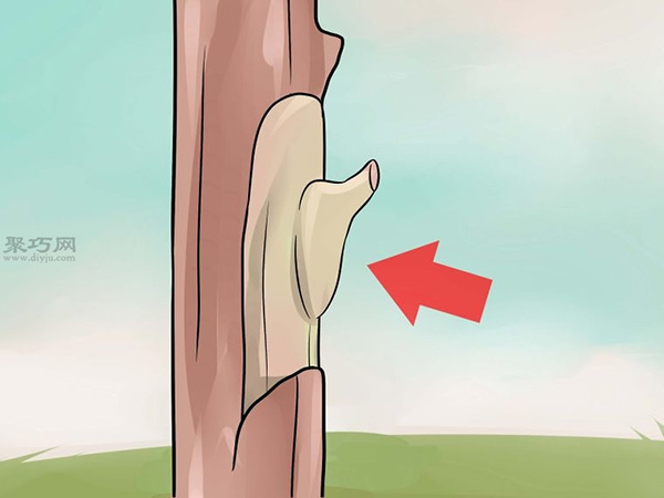 如何用芽接法嫁接树 15