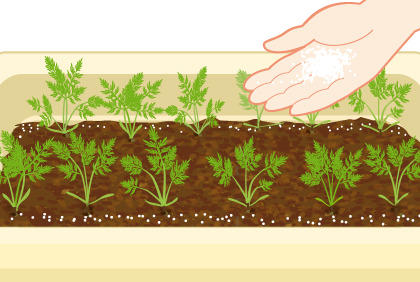 胡萝卜施肥要点详解，阳台种植轻松掌握