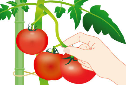 西红柿采摘和保存技巧大全，让你的番茄更新鲜美味