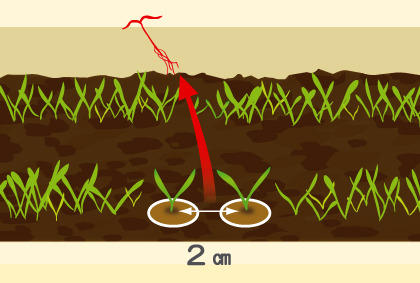 盆栽胡萝卜育苗间苗全攻略，阳台种出健康胡萝卜