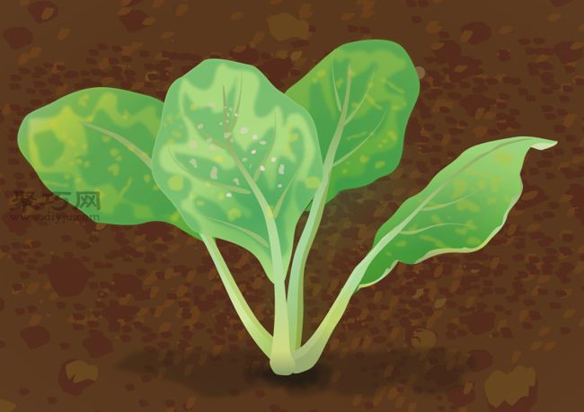 油菜病虫害防治全攻略：有效预防花叶病白锈病方法